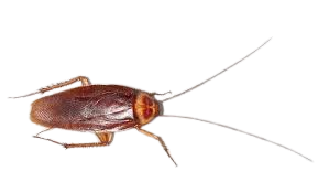 הדברת תיקנים