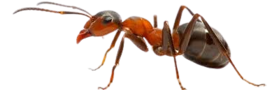 הדברת נמלים