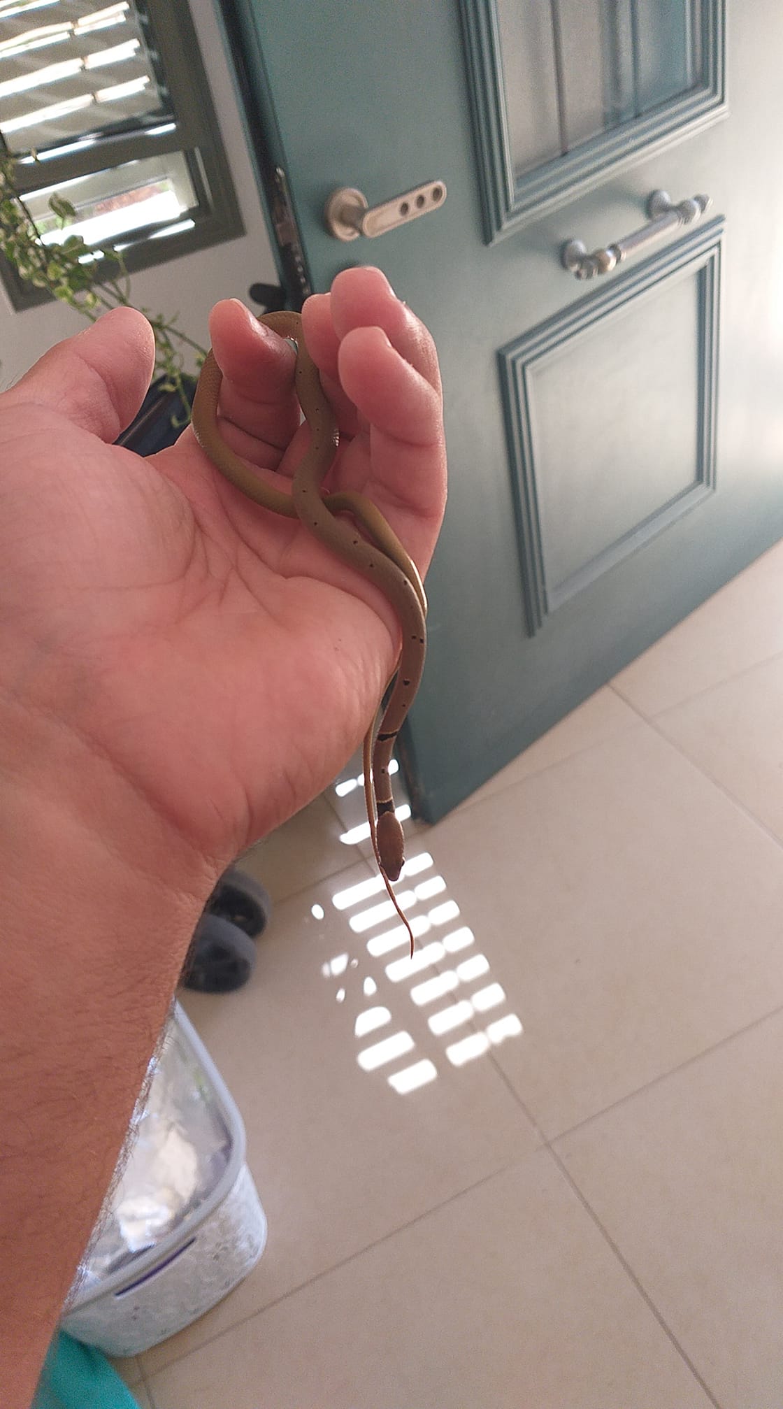 זעמן זיתני